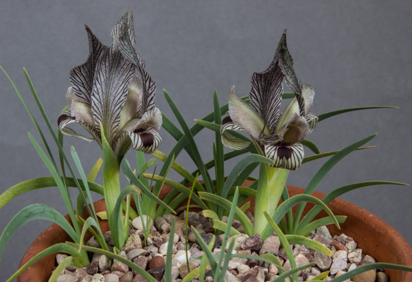 Iris ewbankiana